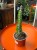 Alluaudia procera  Alluaudia Procera  (1).jpeg