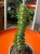 Alluaudia procera  Alluaudia Procera  (2).jpeg
