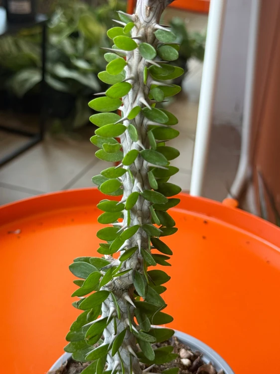 Alluaudia procera  Alluaudia Procera  (3).jpeg