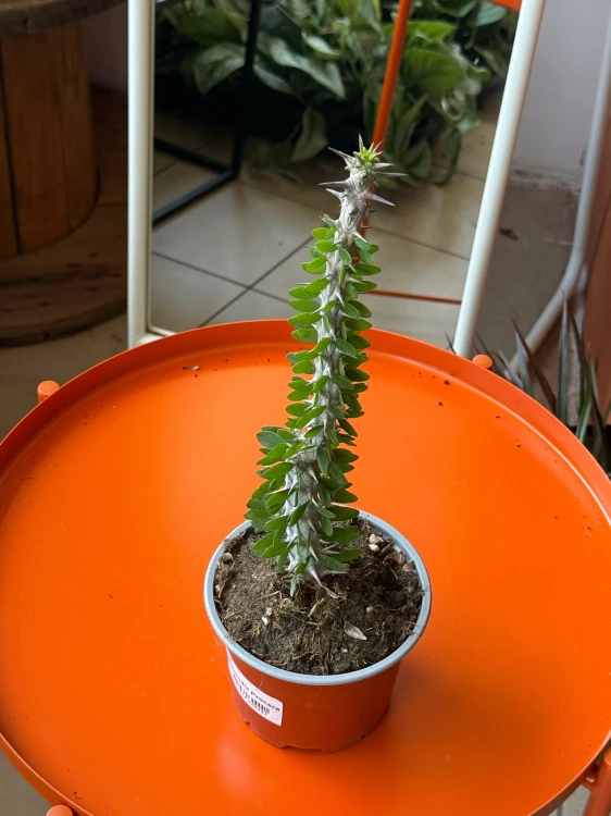 Alluaudia procera  Alluaudia Procera  (4).jpeg