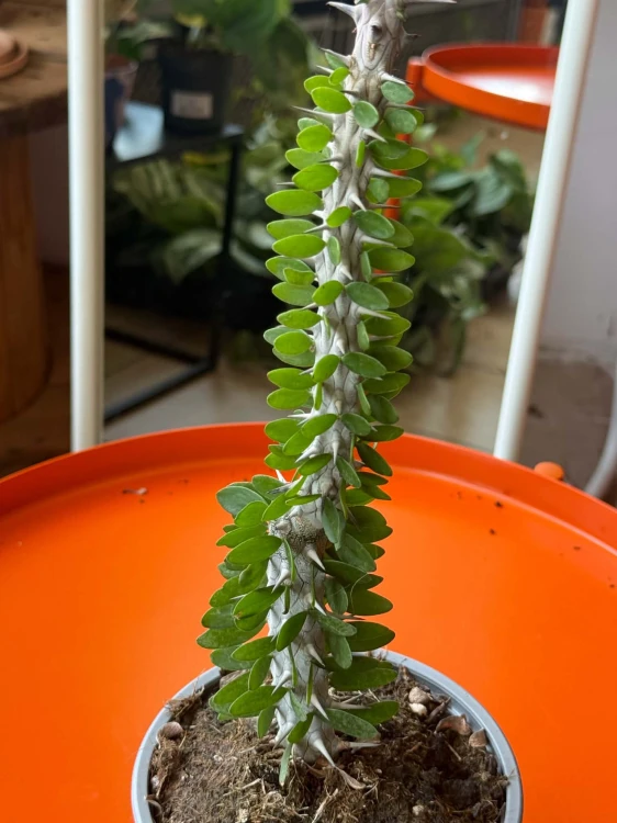 Alluaudia procera  Alluaudia Procera  (1).jpg
