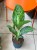 Aglaonema Peacock  Aglaonema 'Peacock' DØ17cm  (2).jpeg