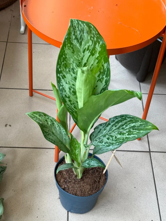 Aglaonema Peacock  Aglaonema 'Peacock' DØ17cm  (2).jpeg