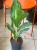 Aglaonema Peacock  Aglaonema 'Peacock' DØ17cm  (3).jpeg