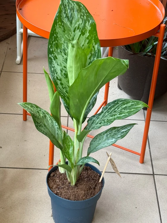 Aglaonema Peacock  Aglaonema 'Peacock' DØ17cm  (3).jpeg