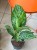 Aglaonema Peacock  Aglaonema 'Peacock' DØ17cm  (1).jpeg