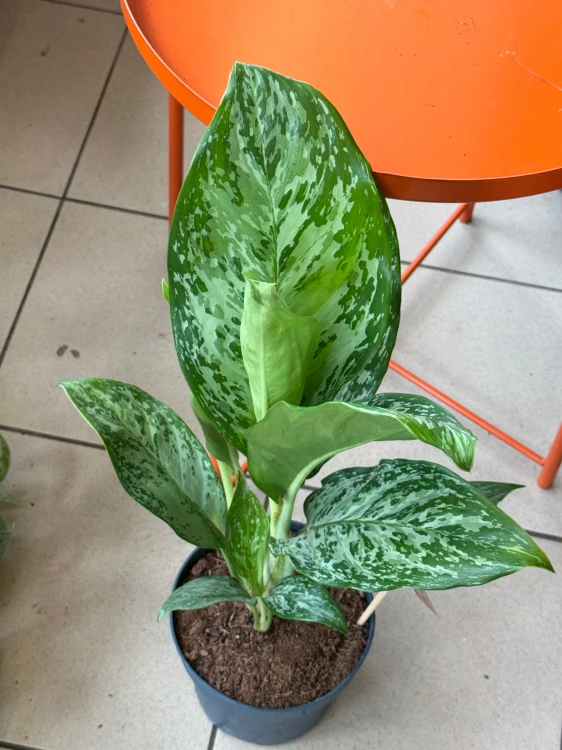 Aglaonema Peacock  Aglaonema 'Peacock' DØ17cm  (1).jpeg