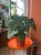 Anthurium Clarinervium  Anthurium clarinervium (4).jpeg