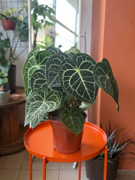 Anthurium Clarinervium  Anthurium clarinervium (4).jpeg