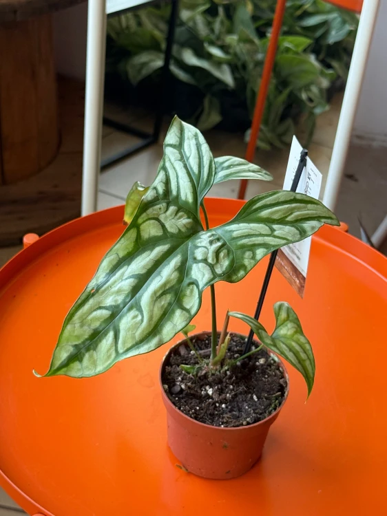Cercestis Mirabilis  (2).jpeg