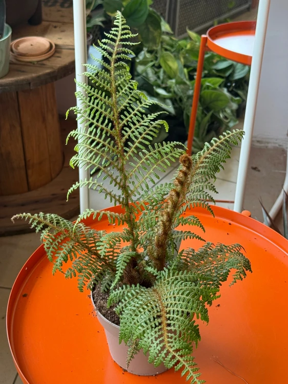 Cyathea 'Highland Lace' (Cyathea cooperi lub Cyathea tomentosissima) paproć drzewiasta  DØ14cm (3).jpeg
