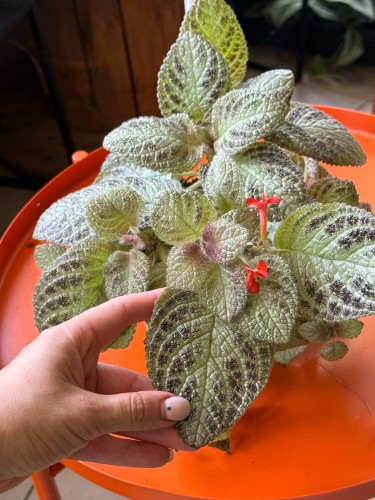 Episcia 'Tierra Menta'  Episcia cupreata (3).jpeg