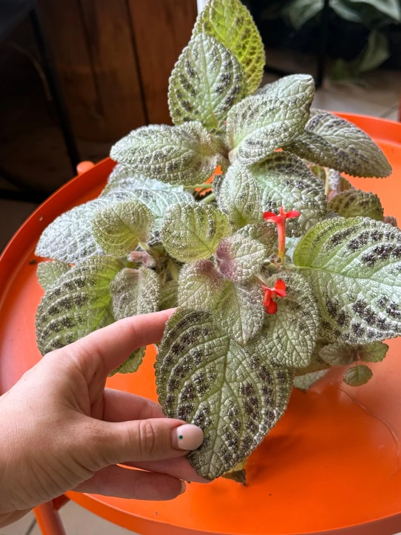 Episcia 'Tierra Menta'  Episcia cupreata (3).jpeg