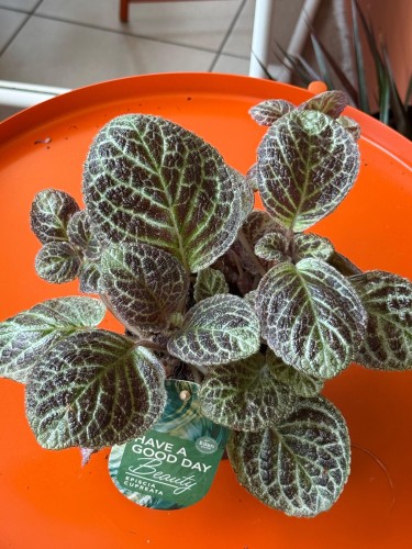 Episcia 'Tierra Plata'