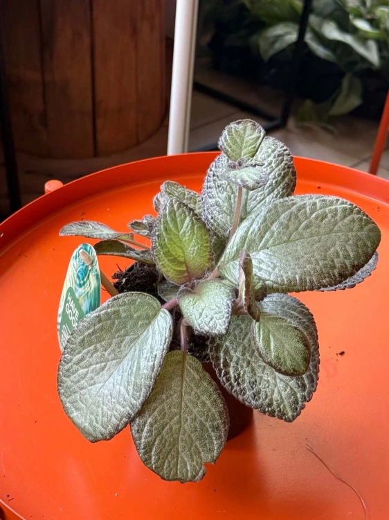 Episcia 'Neon Surprise'  Episcia cupreata 'Neon Surprise' (3).jpg