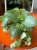 Episcia 'Minty Improved (2).jpeg