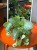 Episcia 'Minty Improved (1).jpeg