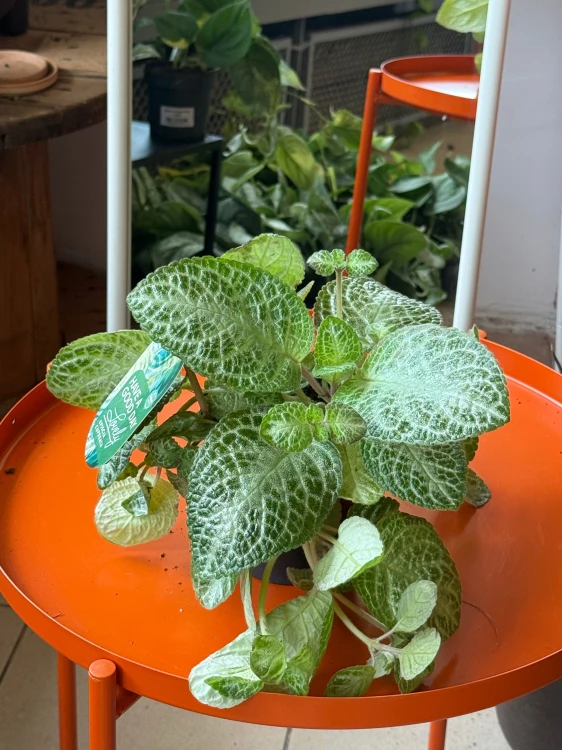 Episcia 'Minty Improved (1).jpeg