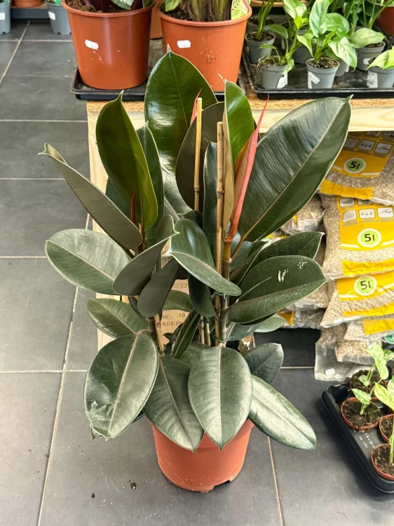 Fikus sprężysty 'Abidjan'  Ficus elastica 'Abidjan' (1).jpg