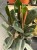 Fikus sprężysty 'Abidjan'  Ficus elastica 'Abidjan' (2).jpeg