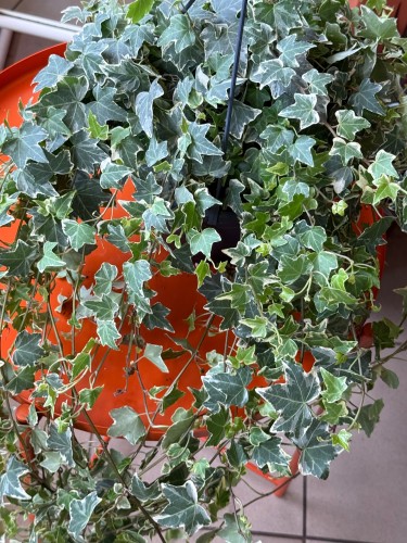 Bluszcz pospolity 'White' / Hedera helix 'White'