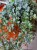 Bluszcz pospolity 'White' / Hedera helix 'White'