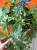 Bluszcz pospolity 'Gold Child'  Hedera helix 'Gold Child (2).jpeg