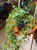 Bluszcz pospolity 'Gold Child'  Hedera helix 'Gold Child (3).jpeg