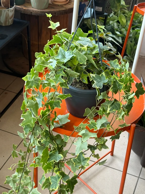 Bluszcz pospolity 'Gold Child'  Hedera helix 'Gold Child (3).jpeg