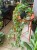 Bluszcz pospolity 'Gold Child'  Hedera helix 'Gold Child (4).jpeg