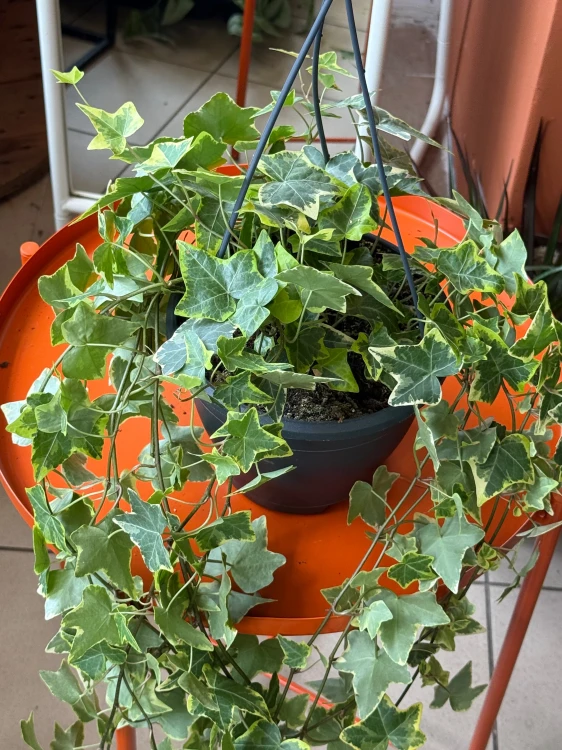 Bluszcz pospolity 'Gold Child'  Hedera helix 'Gold Child (1).jpeg