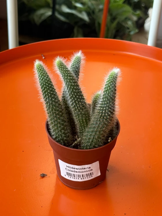 cactus Hildewintera colademonis -KOCIE OGONY (2).jpeg