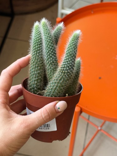 cactus Hildewintera colademonis -KOCIE OGONY (3).jpeg