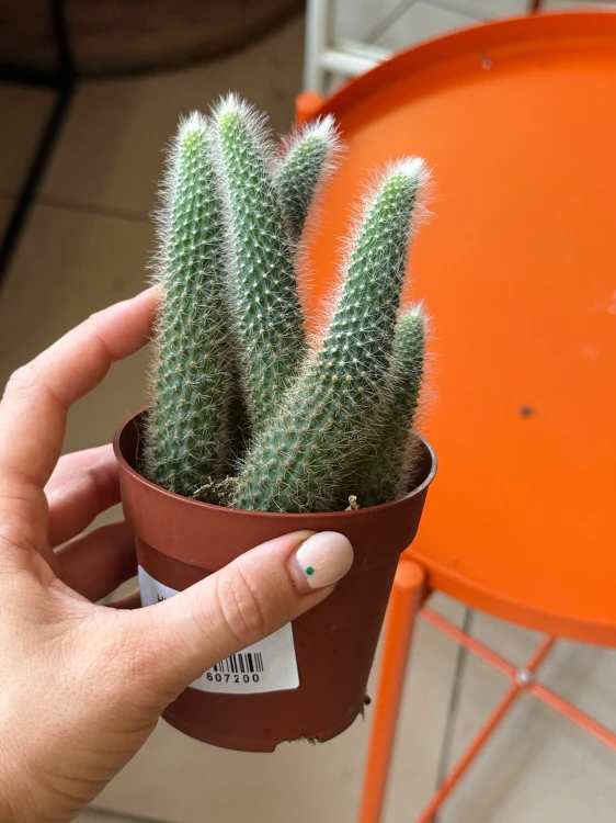 cactus Hildewintera colademonis -KOCIE OGONY (3).jpeg