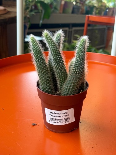cactus Hildewintera colademonis -KOCIE OGONY (4).jpeg