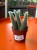 cactus Hildewintera colademonis -KOCIE OGONY (4).jpeg