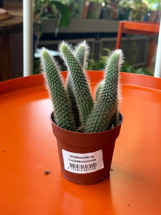 cactus Hildewintera colademonis -KOCIE OGONY (4).jpeg