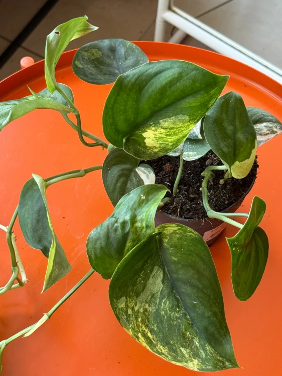 Scindapsus Jade Satin (2).jpeg