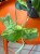 Scindapsus Jade Satin (3).jpeg
