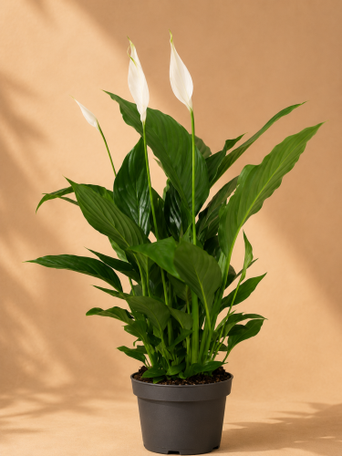 Skrzydłokwiat 'Strauss Ultimo' / Spathiphyllum 'Strauss Ultimo'