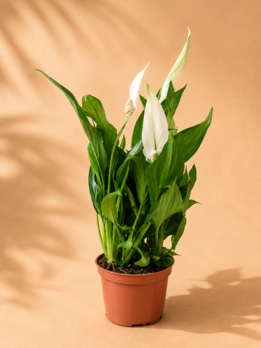 Skrzydłokwiat 'Cupido Blanco' / Spathiphyllum 'Cupido Blanco