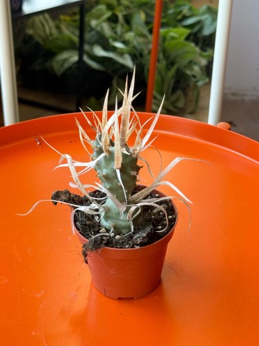 opuncja Tephrocactus articulatus v. Papyracanthus kaktus papierowy