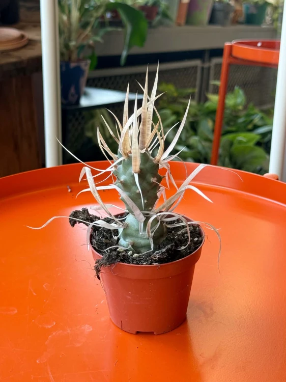 opuncja Tephrocactus articulatus v. Papyracanthus kaktus papierowy