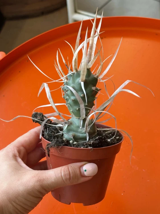 opuncja Tephrocactus articulatus v. Papyracanthus kaktus papierowy