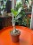 Pachypodium succulentum  Pachypodium succulentum  (3).jpeg