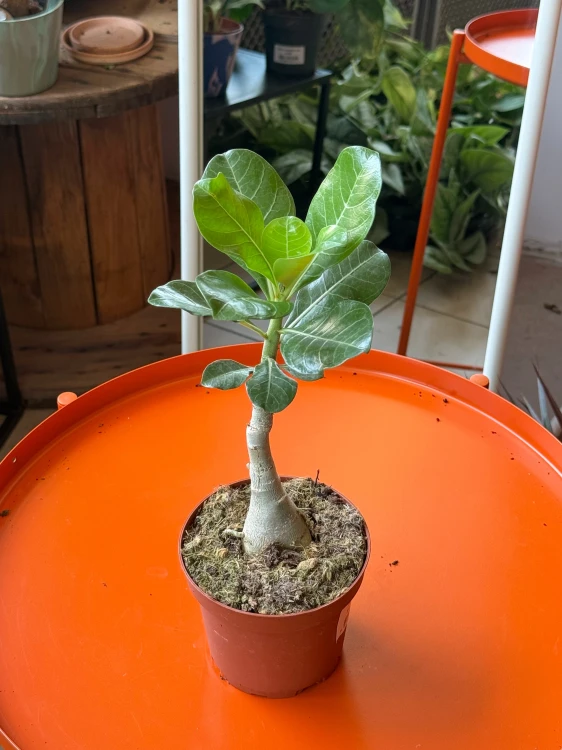 Pachypodium succulentum  Pachypodium succulentum  (4).jpeg