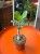 Pachypodium succulentum  Pachypodium succulentum  (1).jpeg