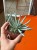 Senecio scaposus  Curio scaposu (2).jpeg