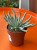 Senecio scaposus  Curio scaposu (3).jpeg