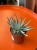 Senecio scaposus  Curio scaposu (1).jpeg